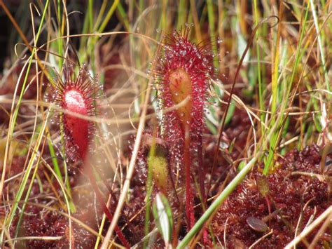 Plantas Carn Voras Cuidados Y Tipos Al Detalle