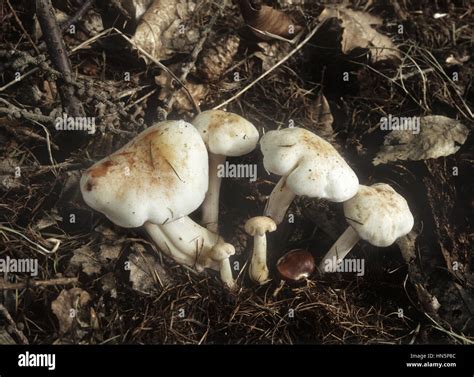 Spotted Toughshank Collybia Maculata Stock Photo Alamy