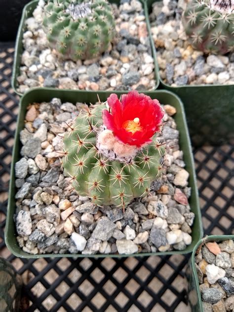 Parodia Sanguiniflora Cactus Plant - Cactus Limon