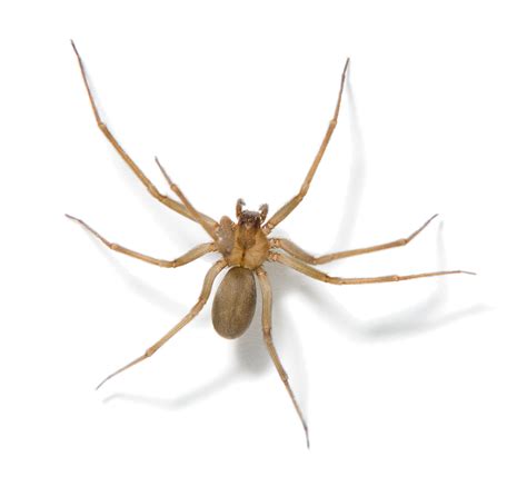 Las Vegas Desert Recluse Spider