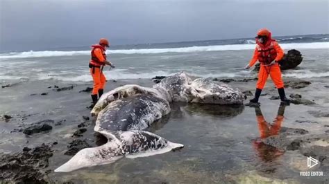 1日2死！ 台東、綠島接連傳鯨豚擱淺死亡案件｜四季線上4gtv