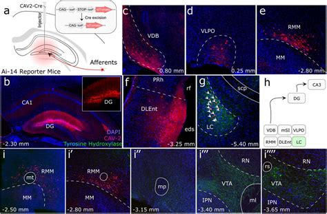 Spinally Projecting Noradrenergic Neurons Of The Locus 54 OFF