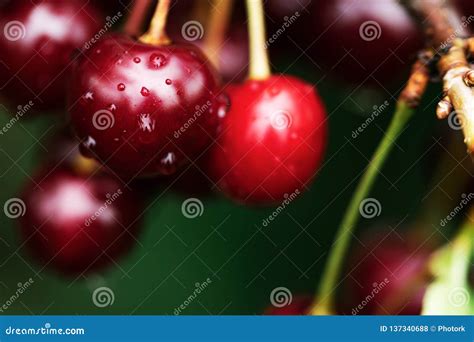 Cherries On The Tree Stock Photo Image Of Farming Outdoor 137340688