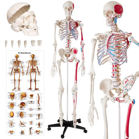 Anatomická kostra s označením svalů koupit online levně tectake