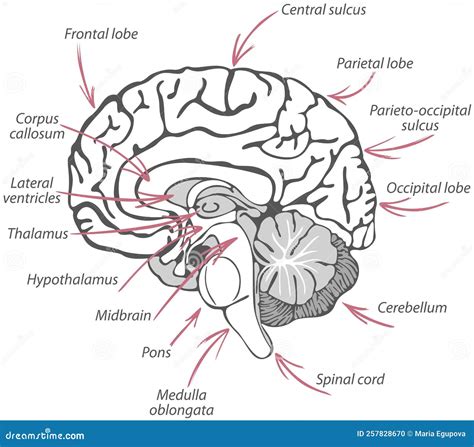 Structure Du Cerveau Humain Illustration De Vecteur Illustration Du