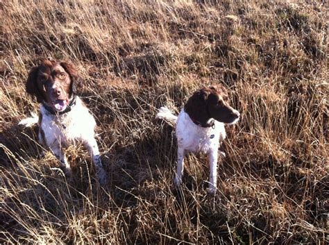 Pin Von Christa Berndl Auf English Springer Spaniels Friends