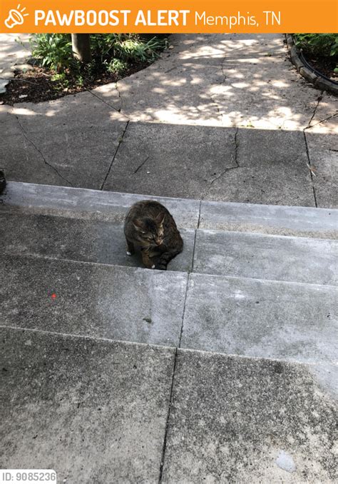 Memphis Tn Stray Female Cat Found Near Peabody And Lemasyer Pawboost