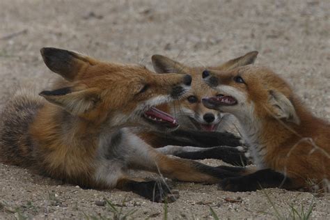 Red Fox Resting With Kits Photograph By Mark Wallner Fine Art America