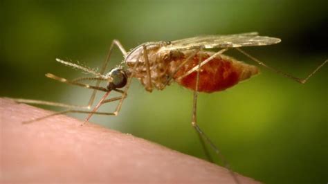 New West Nile cases a reminder problem mosquitoes still active ...