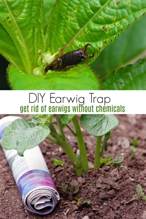 DIY Earwig Trap for Your Garden - Turning the Clock Back