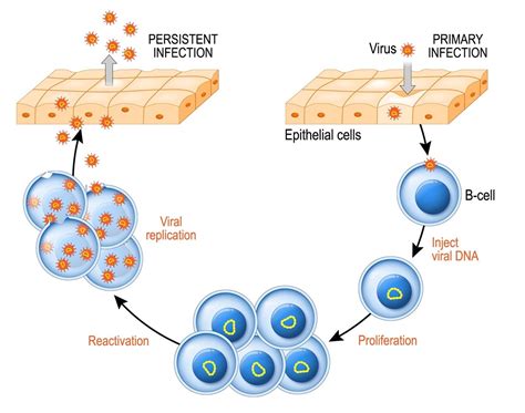 Epstein Barr Virus Life Cycle