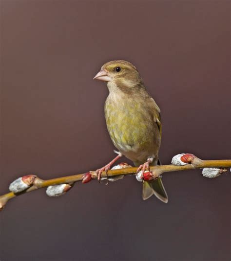 Greenfinch - Carduelis chloris