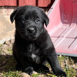 1 år gammal Blandras Schäfer och labrador säljs av Amanda från