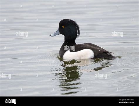 Male Tufted Duck (Aythya fuligula Stock Photo - Alamy