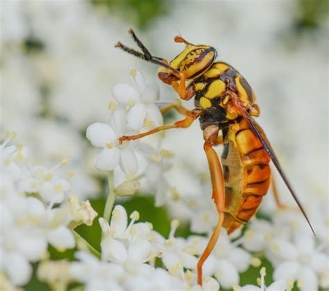 Texas Hornet Fly Spilomyia Texana · Inaturalist