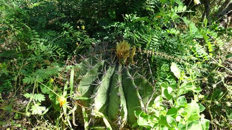 Ferocactus Townsendianus In November 2023 By Legados De La Madre Tierra