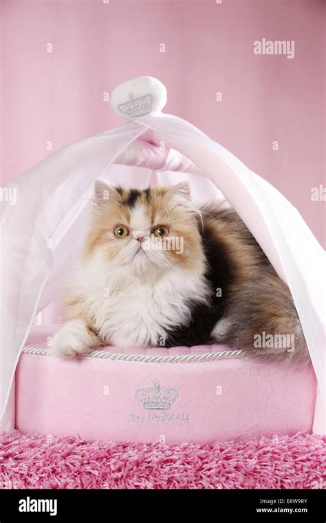 Lying Persian Cat Stock Photo Alamy