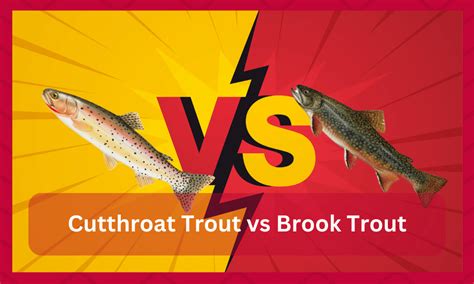 Cutthroat Trout Vs Brook Trout Major Difference Funcfish