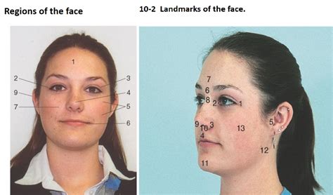 Regions And Landmarks Of The Face Chapter 10 Diagram Quizlet