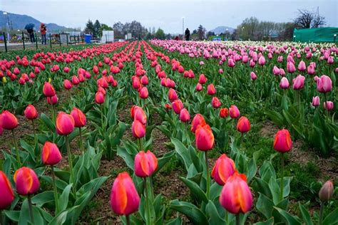 Tulip Garden Opens In Srinagar Know Its Specialty Zee News