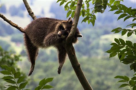 Sleeping Raccoon Photos Stock Photos, Pictures & Royalty-Free Images ...