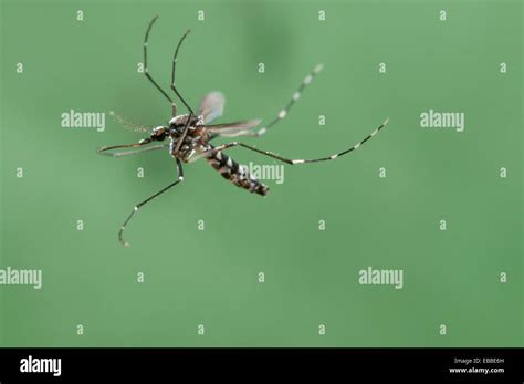 Hembra De El Tigre Asi Tico Mosquito Aedes Albopictus Volando Como