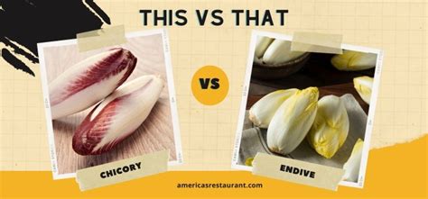 Chicory Vs Endive Which Is A Better Option