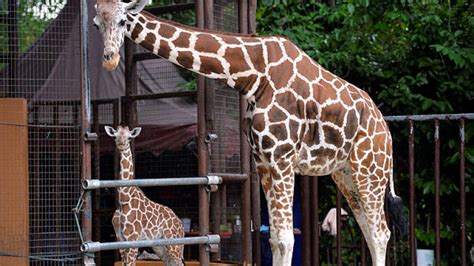 Newborn baby giraffe latest attraction at Zoo Negara