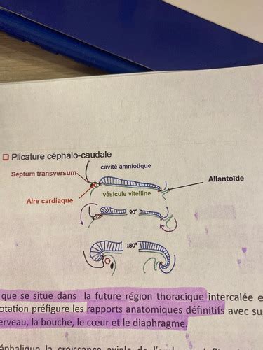 Quatri Me Semaine De D Veloppement Cartes Quizlet