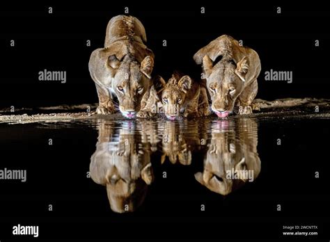 Three lions drinking water at a waterhole, night shot, Kenya Stock ...