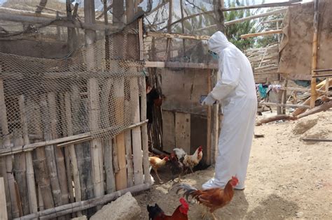 SENASA Declara Emergencia Sanitaria Por Influenza Aviar En Aves