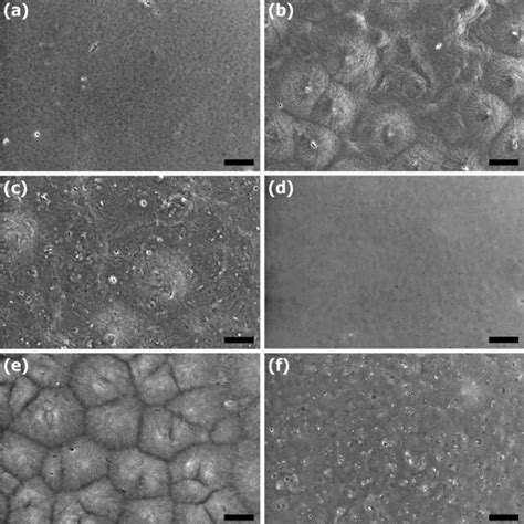 Scanning Electron Micrographs Sem Of The Active Pla Films A Pla B