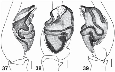 39 Copulatory Organs Of Lyssomanes Mexicanus Sp N The Holotype 37