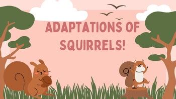 Adaptations of Squirrels by Syd D | TPT