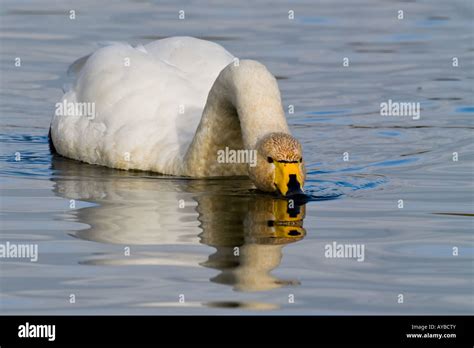 Whooper Swan Cygnus Cygnus Stock Photo Alamy