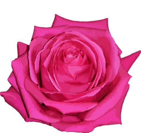 Download Rose, Flower, Pink Rose. Royalty-Free Vector Graphic - Pixabay