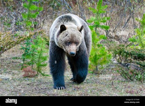 Bears and rocky mountains hi-res stock photography and images - Alamy