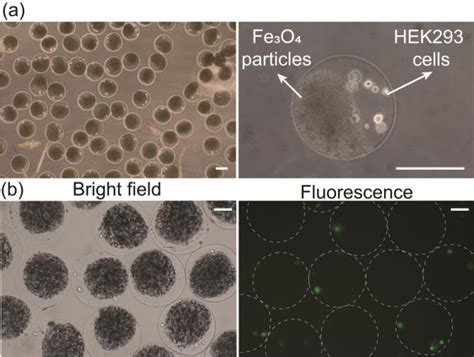 Figure 1 From Microfluidic Generation Of Monodispersed Janus Alginate