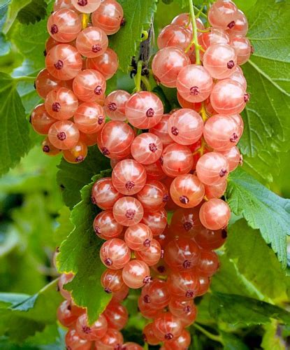 Смородина Мускат розовый