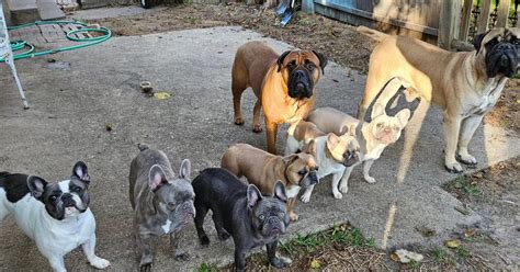 11 Best French Bulldog Breeders - (AKC Registered)