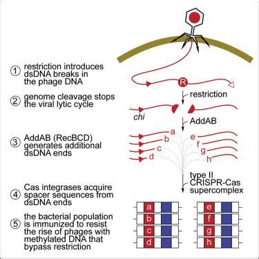 Dna Ii Crispr Cas Molecular Cell X Mol