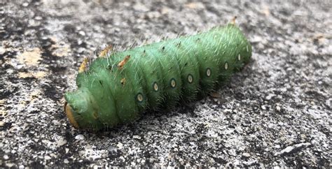 Fuzzy little green Caterpillar : insects