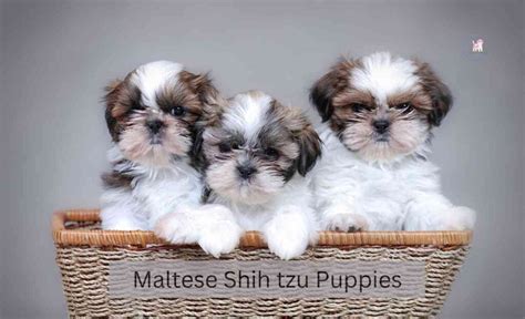 Grooming Your Maltese Shih tzu Puppies: Best Practices and Tips - Dog ...