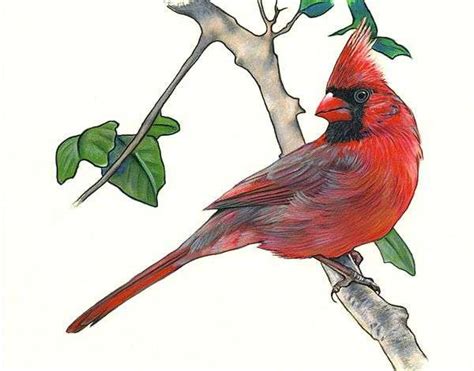 Cardinal Bird Drawing | Free download on ClipArtMag