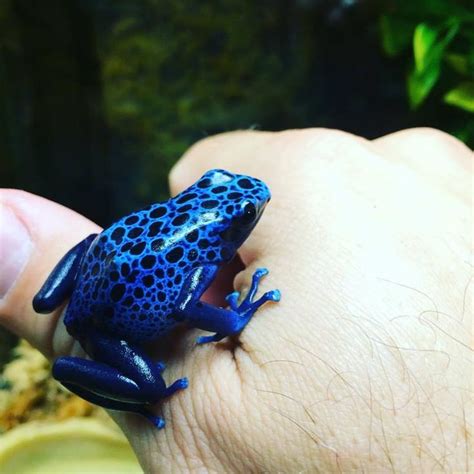 Big Fat Blue Azureus Dart Frog At Reptile Rapture Dendrobates Azureus