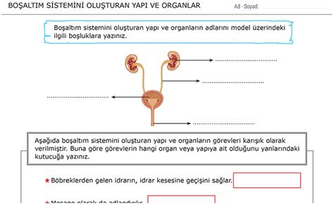 6 Sınıf Boşaltım Sistemi Fen Bilimleri Ödevleri Morpa Kampüs