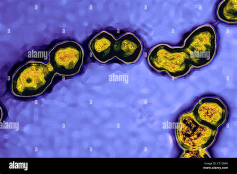 Streptococcus Pneumoniae Bacteria Fotograf As E Im Genes De Alta