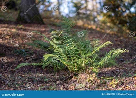 First Spring Green Leaves Of Grass Blooming From Naked Empty Ground Stock Photo Image Of Color