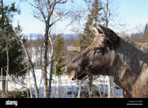 A Norwegian moose in winter Stock Photo - Alamy