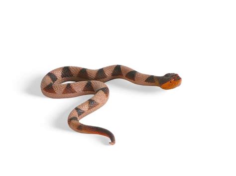 Premium Photo A Brown And Black Snake With Brown Stripes And A Brown